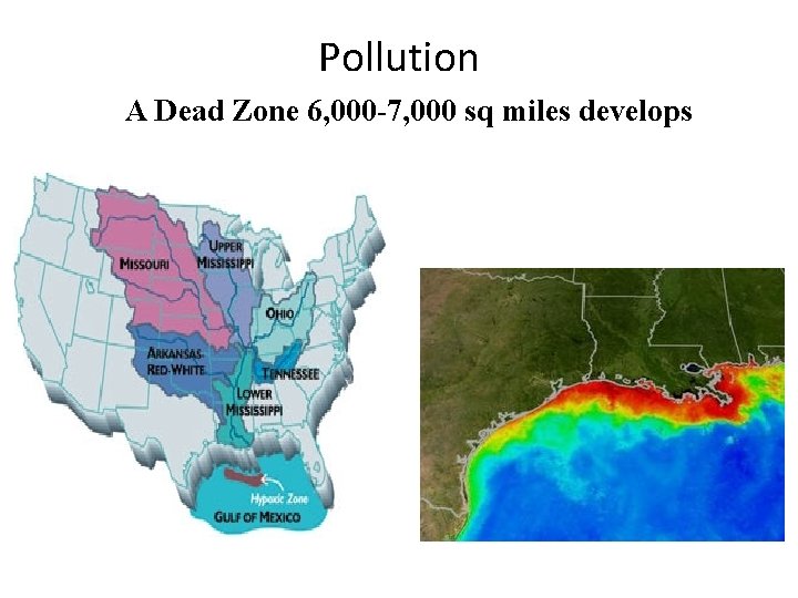 Pollution A Dead Zone 6, 000 -7, 000 sq miles develops 