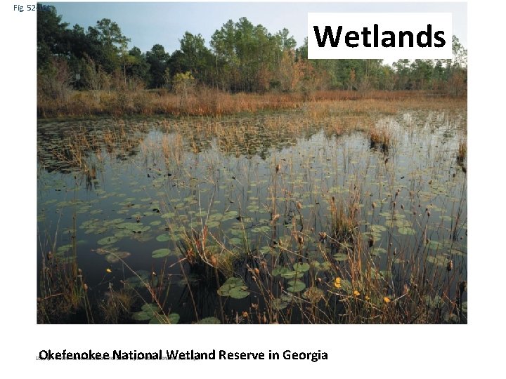 Fig. 52 -18 c Wetlands Okefenokee National Wetland Reserve in Georgia 