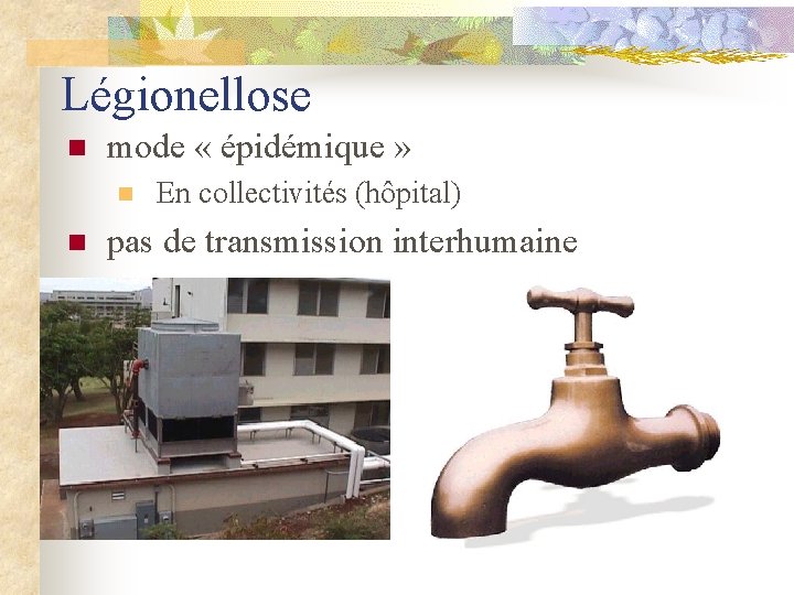 Légionellose n mode « épidémique » n n En collectivités (hôpital) pas de transmission