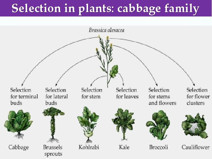 Selection in plants: cabbage family 
