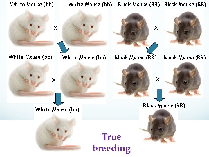White Mouse (bb) Black Mouse (BB) X X Black Mouse (BB) White Mouse (bb)