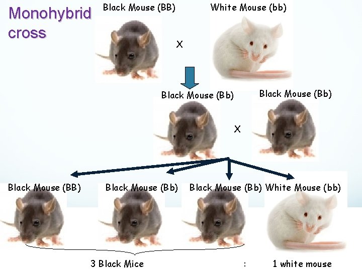 Monohybrid cross Black Mouse (BB) White Mouse (bb) X Black Mouse (Bb) X Black