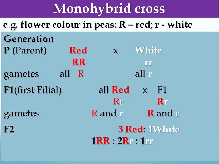 Monohybrid cross e. g. flower colour in peas: R – red; r - white