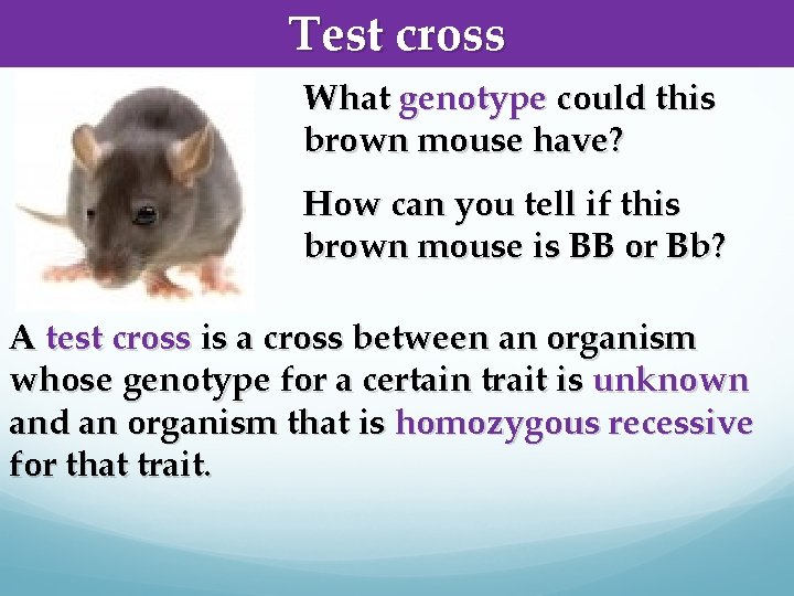 Test cross What genotype could this brown mouse have? How can you tell if