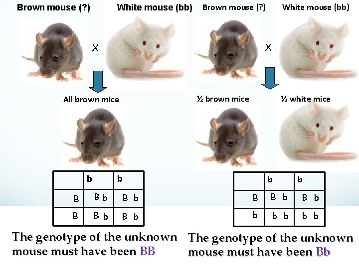 Brown mouse (? ) White mouse (bb) Brown mouse (? ) X X ½