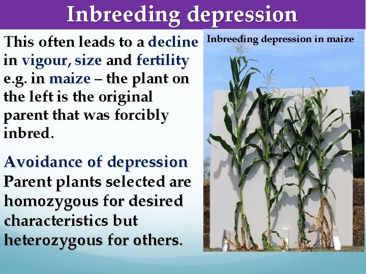 Inbreeding depression This often leads to a decline in vigour, size and fertility e.