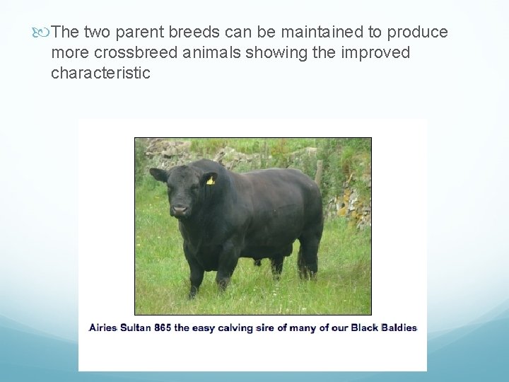  The two parent breeds can be maintained to produce more crossbreed animals showing