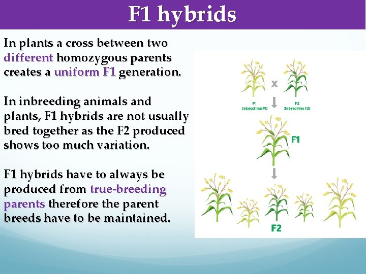 F 1 hybrids In plants a cross between two different homozygous parents creates a