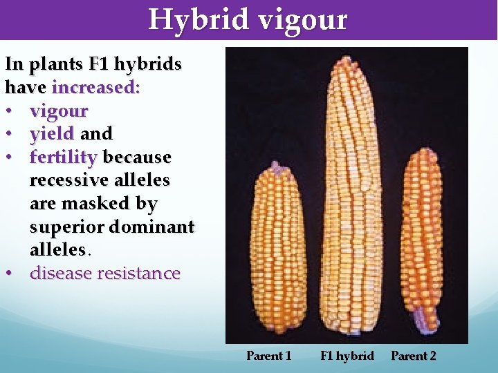 Hybrid vigour In plants F 1 hybrids have increased: • vigour • yield and