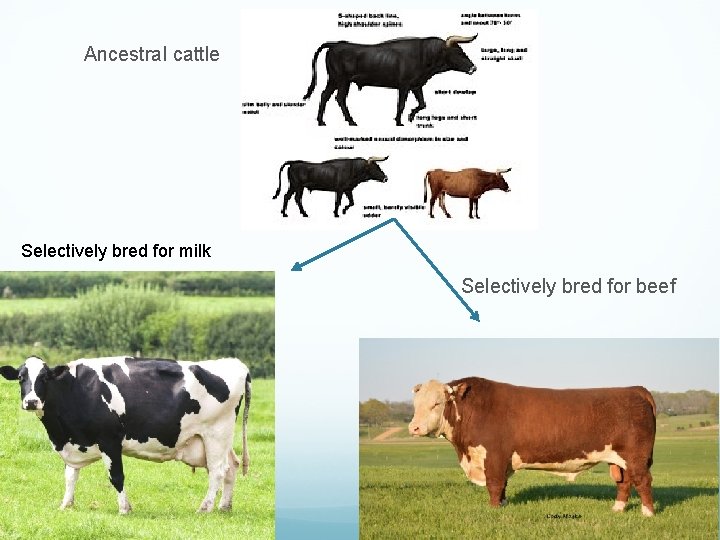 Ancestral cattle Selectively bred for milk Selectively bred for beef 