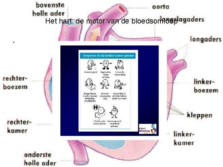 Het hart: de motor van de bloedsomloop • 