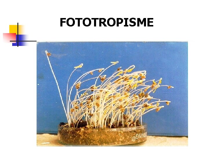 FOTOTROPISME 