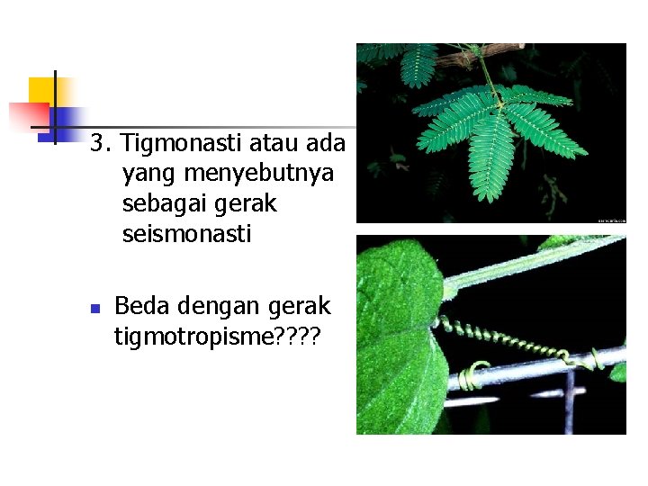 3. Tigmonasti atau ada yang menyebutnya sebagai gerak seismonasti n Beda dengan gerak tigmotropisme?