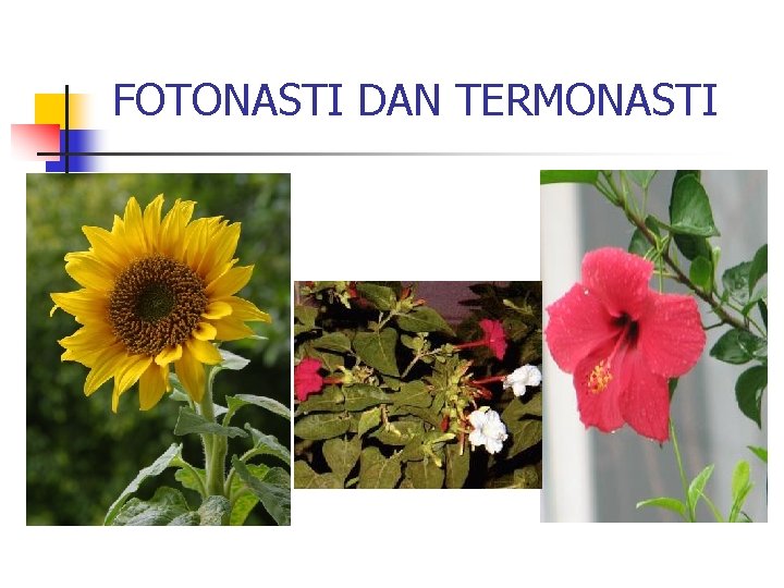 FOTONASTI DAN TERMONASTI 