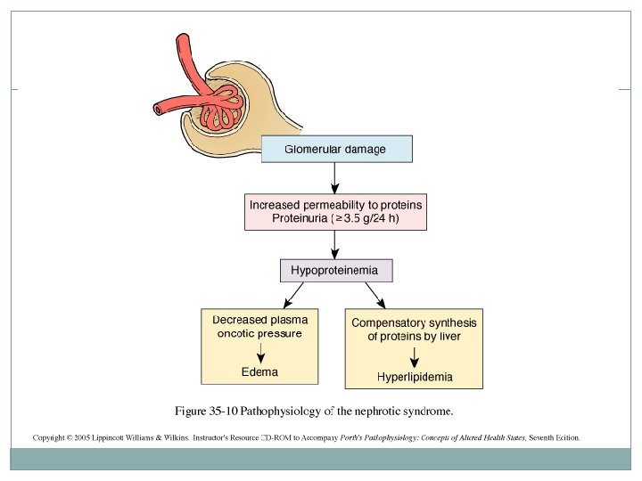 How many pathological types causes nephrotic syndrome? How many pathological types causes nephrotic syndrome?