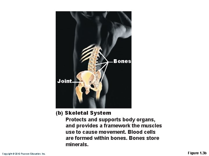 Bones Joint (b) Skeletal System Protects and supports body organs, and provides a framework
