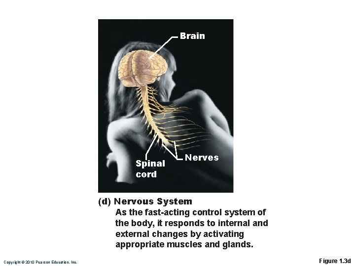 Brain Spinal cord Nerves (d) Nervous System As the fast-acting control system of the