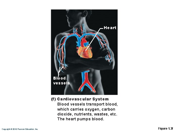 Heart Blood vessels (f) Cardiovascular System Blood vessels transport blood, which carries oxygen, carbon