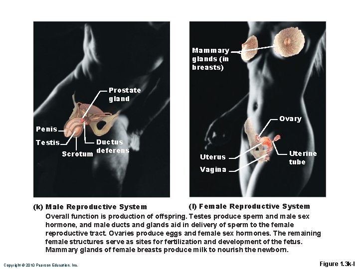 Mammary glands (in breasts) Prostate gland Ovary Penis Testis Scrotum Ductus deferens Uterus Vagina