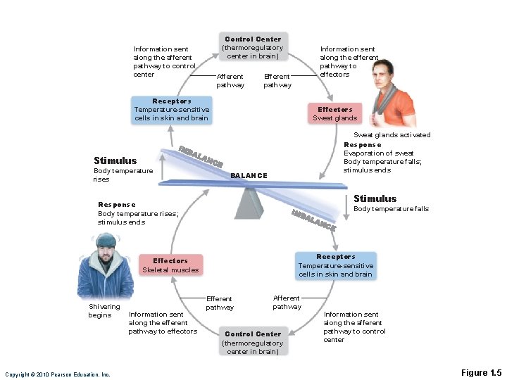 Control Center (thermoregulatory center in brain) Information sent along the afferent pathway to control