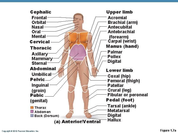 Cephalic Frontal Orbital Nasal Oral Mental Cervical Thoracic Axillary Mammary Sternal Abdominal Umbilical Pelvic