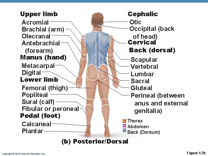 Upper limb Acromial Brachial (arm) Olecranal Antebrachial (forearm) Manus (hand) Metacarpal Digital Lower limb