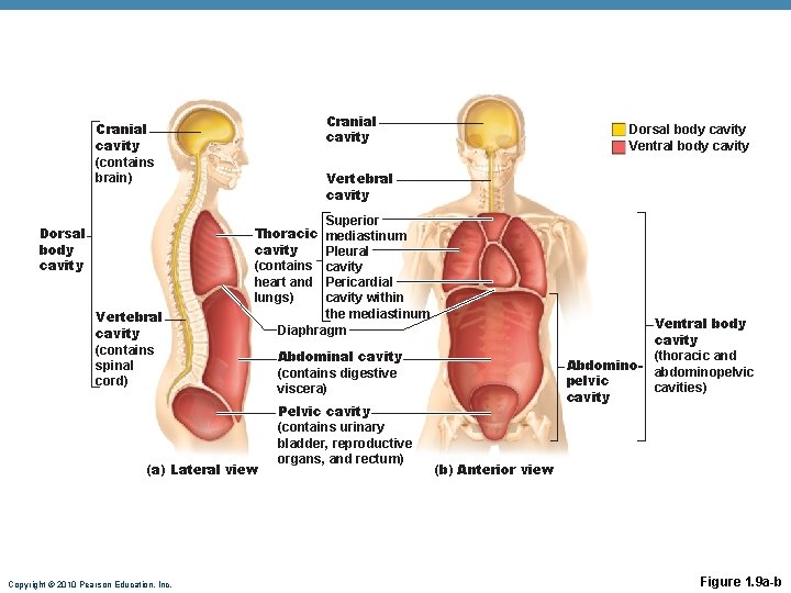 Cranial cavity (contains brain) Dorsal body cavity Ventral body cavity Vertebral cavity Superior mediastinum