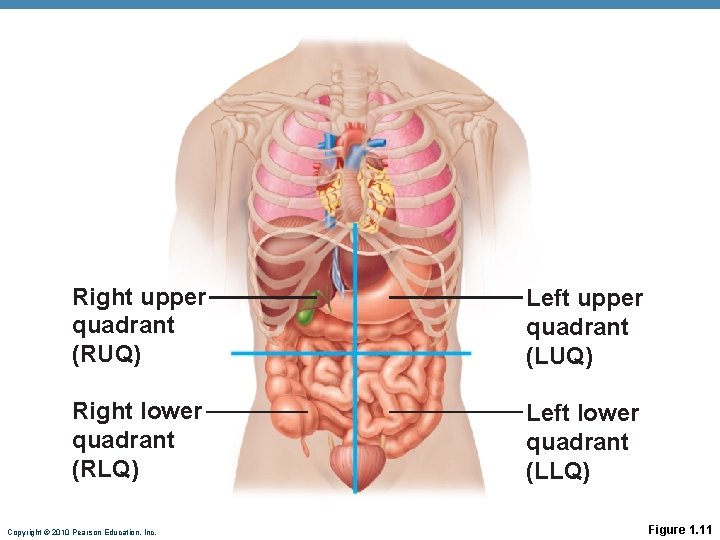 Right upper quadrant (RUQ) Left upper quadrant (LUQ) Right lower quadrant (RLQ) Left lower