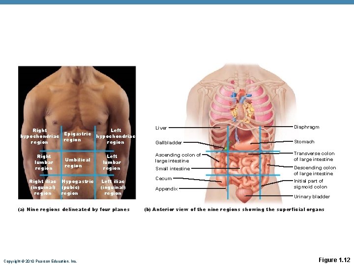 Right Left Epigastric hypochondriac region Right lumbar region Umbilical region Right iliac Hypogastric (inguinal)