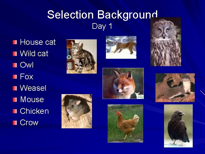 Selection Background Day 1 House cat Wild cat Owl Fox Weasel Mouse Chicken Crow