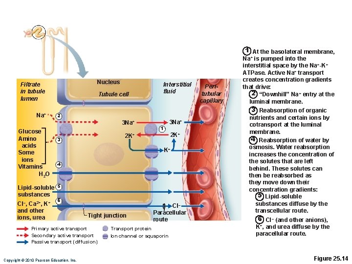 1 At the basolateral membrane, Nucleus Filtrate in tubule lumen Na+ Tubule cell 3