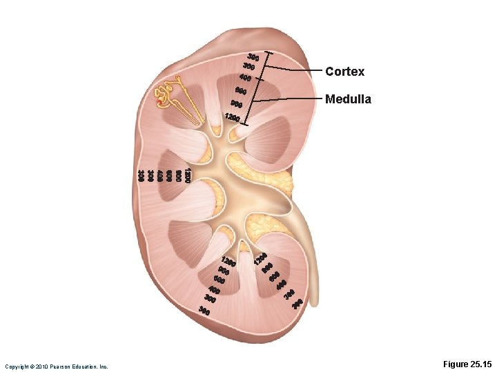 Cortex Medulla Copyright © 2010 Pearson Education, Inc. Figure 25. 15 