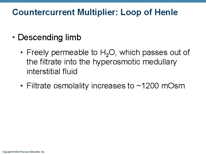 Countercurrent Multiplier: Loop of Henle • Descending limb • Freely permeable to H 2