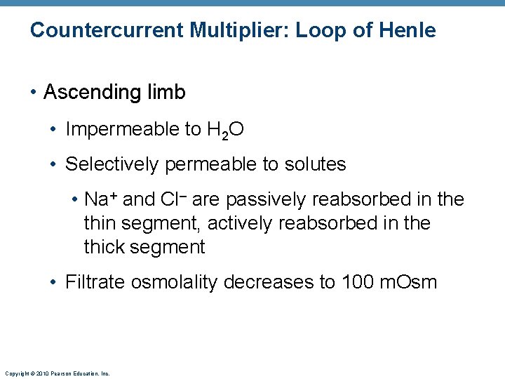 Countercurrent Multiplier: Loop of Henle • Ascending limb • Impermeable to H 2 O