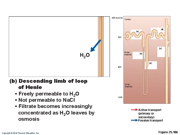 Milliosmols Cortex (d) (a) 300 (e) Outer medulla H 2 O (b) (c) 600