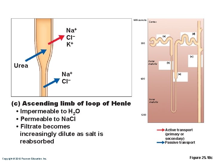 Milliosmols Na+ Cl– K+ Cortex (d) (a) 300 (e) Outer medulla Urea Na+ Cl–