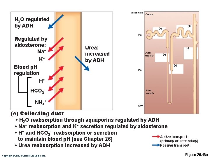 Milliosmols Cortex H 2 O regulated by ADH Regulated by aldosterone: Na+ K+ Blood