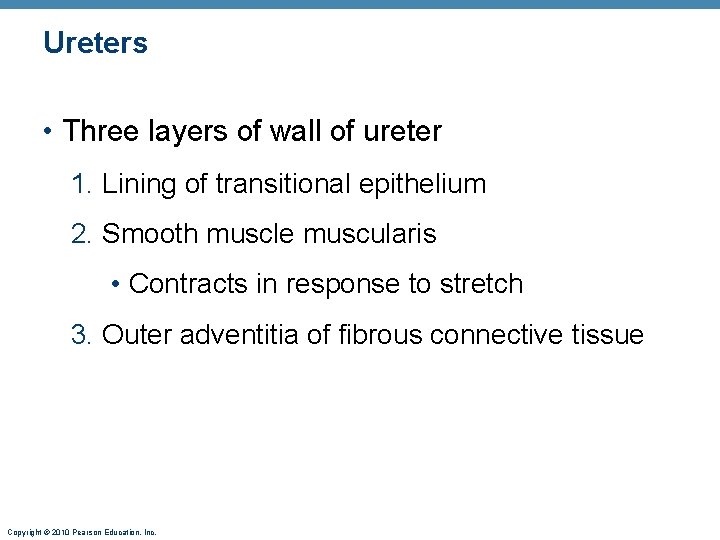 Ureters • Three layers of wall of ureter 1. Lining of transitional epithelium 2.