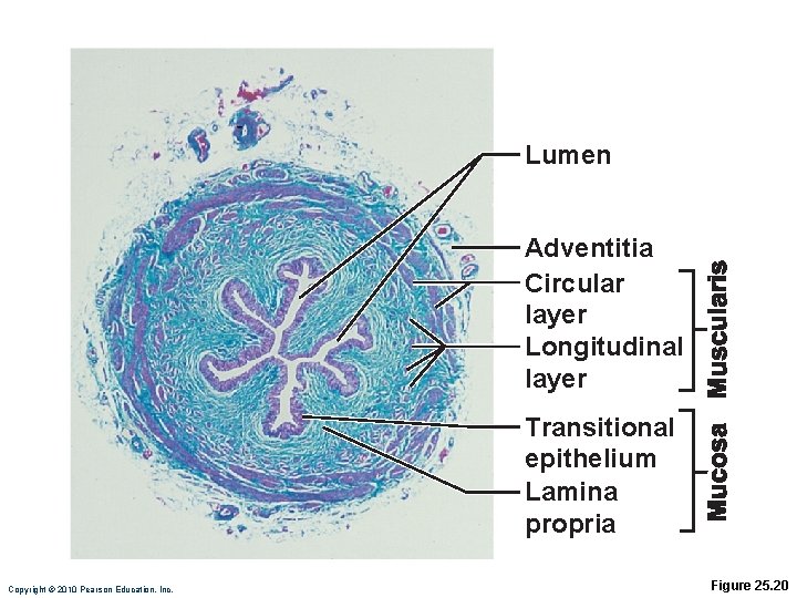 Lumen Adventitia Circular layer Longitudinal layer Transitional epithelium Lamina propria Copyright © 2010 Pearson