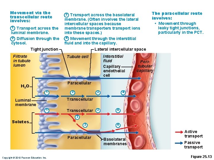 Movement via the transcellular route involves: 1 Transport across the luminal membrane. 2 Diffusion