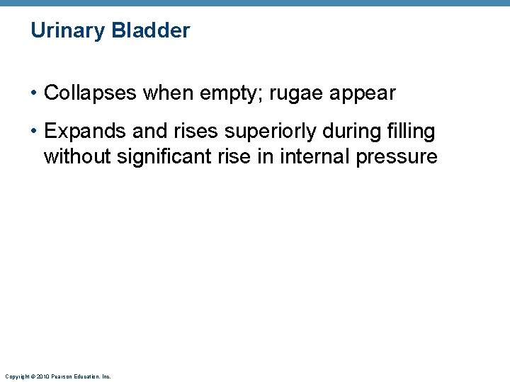 Urinary Bladder • Collapses when empty; rugae appear • Expands and rises superiorly during