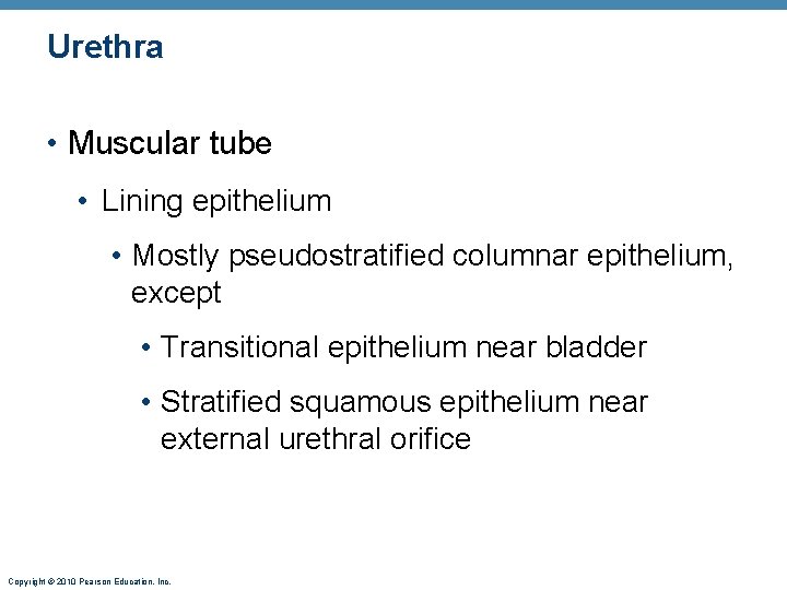 Urethra • Muscular tube • Lining epithelium • Mostly pseudostratified columnar epithelium, except •