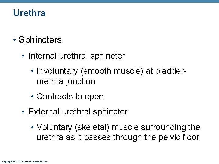 Urethra • Sphincters • Internal urethral sphincter • Involuntary (smooth muscle) at bladderurethra junction