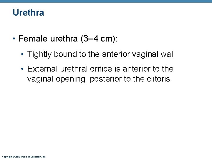 Urethra • Female urethra (3– 4 cm): • Tightly bound to the anterior vaginal