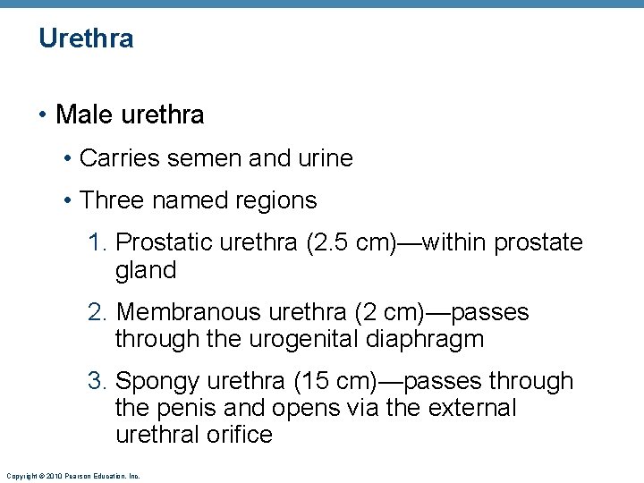 Urethra • Male urethra • Carries semen and urine • Three named regions 1.