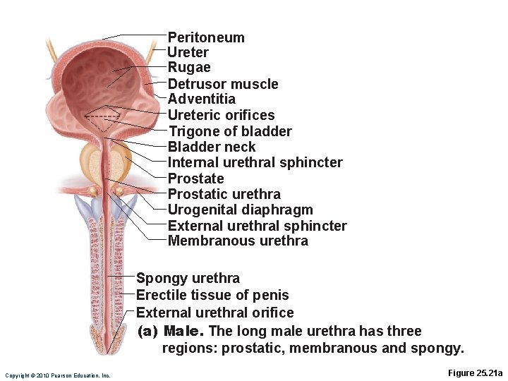 Peritoneum Ureter Rugae Detrusor muscle Adventitia Ureteric orifices Trigone of bladder Bladder neck Internal