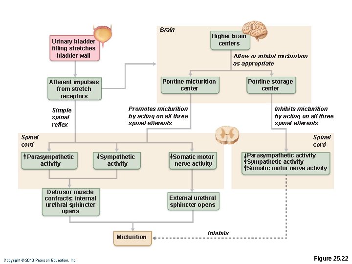 Brain Urinary bladder filling stretches bladder wall Allow or inhibit micturition as appropriate Pontine