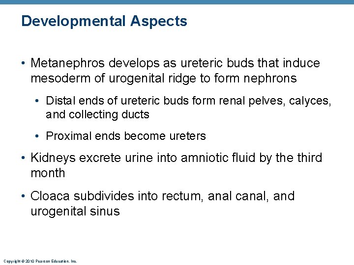 Developmental Aspects • Metanephros develops as ureteric buds that induce mesoderm of urogenital ridge