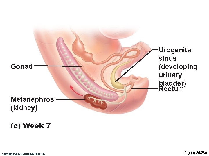 Gonad Urogenital sinus (developing urinary bladder) Rectum Metanephros (kidney) (c) Week 7 Copyright ©