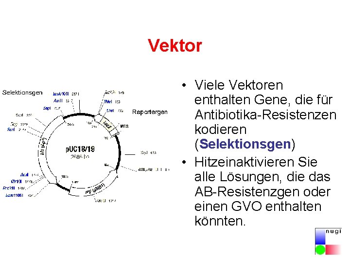 Vektor • Viele Vektoren enthalten Gene, die für Antibiotika-Resistenzen kodieren (Selektionsgen) • Hitzeinaktivieren Sie Vektor • Viele Vektoren enthalten Gene, die für Antibiotika-Resistenzen kodieren (Selektionsgen) • Hitzeinaktivieren Sie